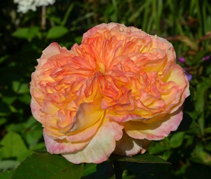 Delbard Rose Seedlings Flower Seeds Perennial Growing Bonsai Corms Tubers Potted Planting Reblooming Fragrant Garden Roots Rhizomes Species Blooms Plant Bulbs Gardening Tree