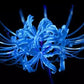 Rare Blue Lycoris Spider Lilies Bulbs Radiata Hurricane Lily Cluster Amayllis Growing Bonsai Roots Rhizomes Corms Tubers Potted Planting Reblooming Fragrant Garden Species Blooms Flower Seeds Plant Gardening