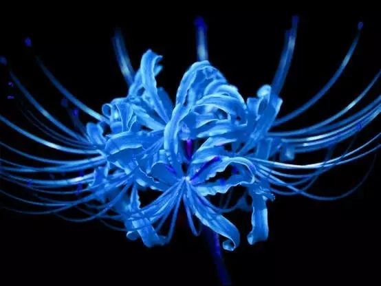 Rare Blue Lycoris Spider Lilies Bulbs Radiata Hurricane Lily Cluster Amayllis Growing Bonsai Roots Rhizomes Corms Tubers Potted Planting Reblooming Fragrant Garden Species Blooms Flower Seeds Plant Gardening