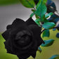 Black Climbing Rose Seedlings Flower Seeds Perennial Growing Bonsai Corms Tubers Potted Planting Reblooming Fragrant Garden Roots Rhizomes Species Blooms Plant Bulbs Gardening Tree