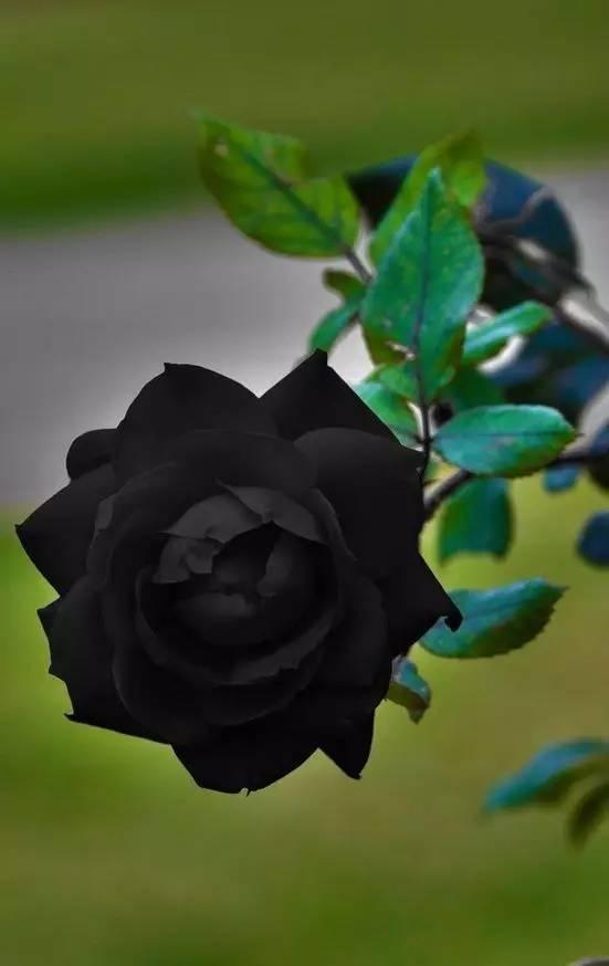 Black Climbing Rose Seedlings Flower Seeds Perennial Growing Bonsai Corms Tubers Potted Planting Reblooming Fragrant Garden Roots Rhizomes Species Blooms Plant Bulbs Gardening Tree