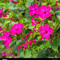 Salmon Sunset Four-OClock Flower Seeds
