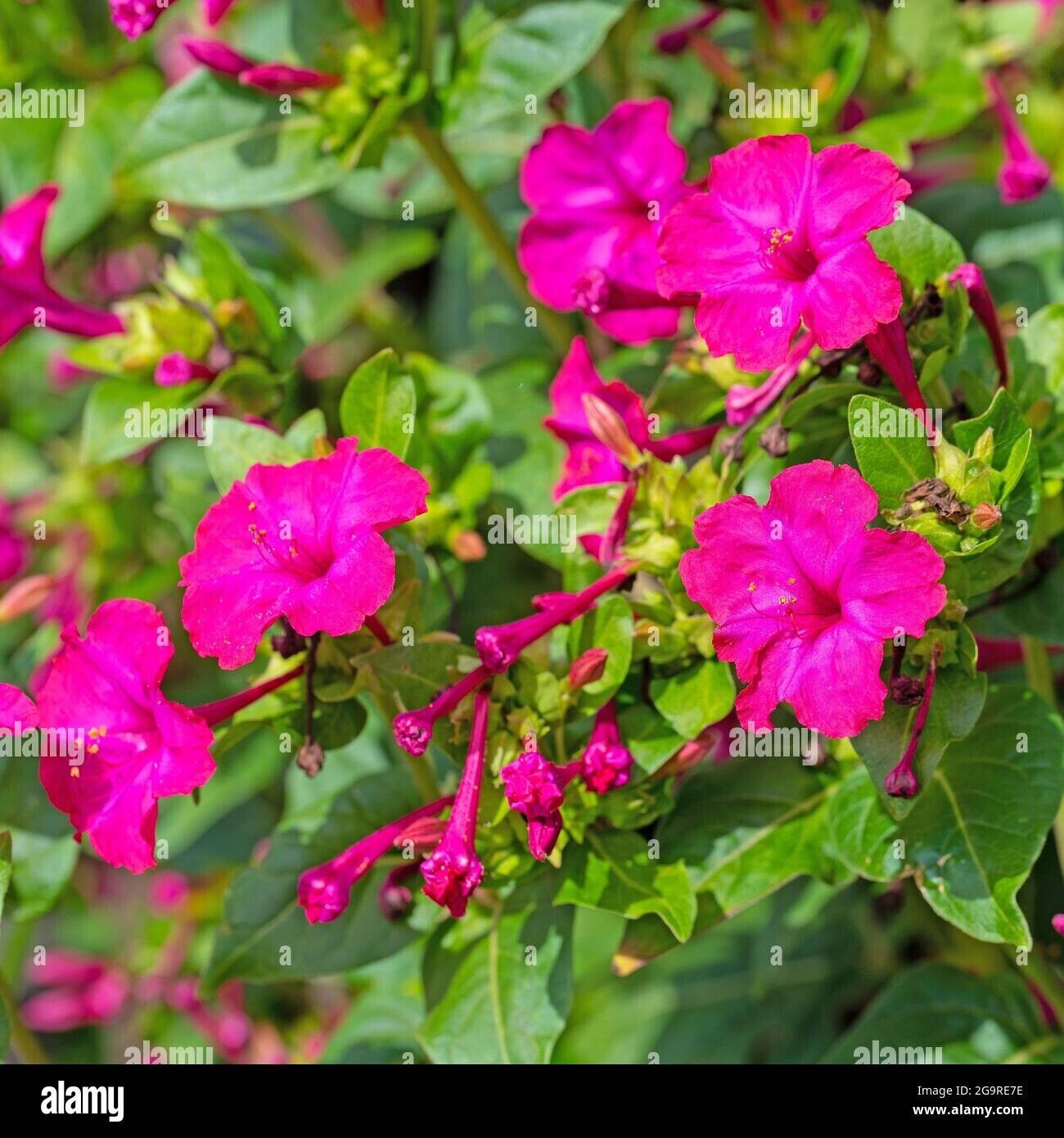 Salmon Sunset Four-OClock Flower Seeds