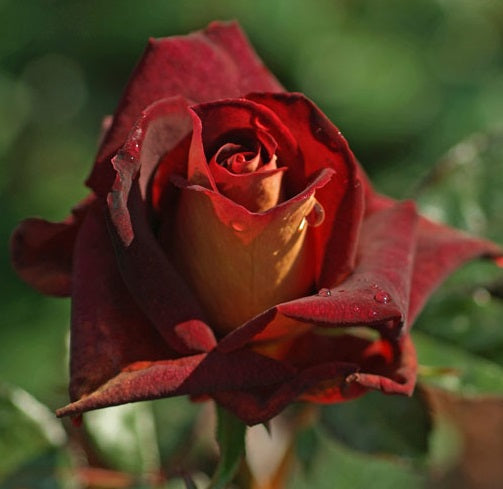 Black Gold Rose Seedlings Flower Seeds Perennial Growing Bonsai Corms Tubers Potted Planting Reblooming Fragrant Garden Roots Rhizomes Species Blooms Plant Bulbs Gardening Tree