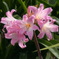 Belladonna Lycoris Spider Lilies Bulbs Radiata Hurricane Lily Cluster Amayllis Growing Bonsai Roots Rhizomes Corms Tubers Potted Planting Reblooming Fragrant Garden Species Blooms Flower Seeds Plant Gardening