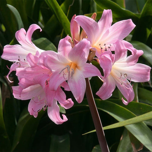 Belladonna Lycoris Spider Lilies Bulbs Radiata Hurricane Lily Cluster Amayllis Growing Bonsai Roots Rhizomes Corms Tubers Potted Planting Reblooming Fragrant Garden Species Blooms Flower Seeds Plant Gardening