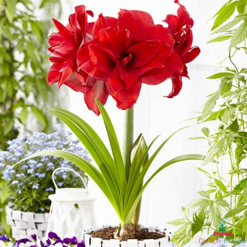 Amaryllis (Hippeastrum) Amarantia Blooms Species Growing Bonsai Bulbs Roots Rhizomes Corms Tubers Potted Planting Reblooming Fragrant Garden Flower Seeds Plant  Size 12-16cm