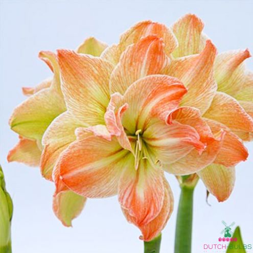 Amaryllis (Hippeastrum) Exotic Nymph Blooms Species Growing Bonsai Bulbs Roots Rhizomes Corms Tubers Potted Planting Reblooming Fragrant Garden Flower Seeds Plant  Size 12-16cm