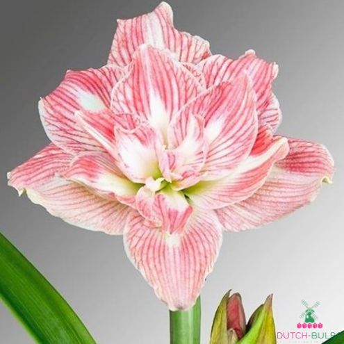 Amaryllis (Hippeastrum) Pretty Nymph Blooms Species Growing Bonsai Bulbs Roots Rhizomes Corms Tubers Potted Planting Reblooming Fragrant Garden Flower Seeds Plant  Size 12-16cm