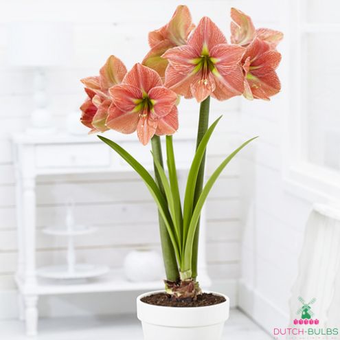 Amaryllis (Hippeastrum) Terra Cotta Star Blooms Species Growing Bonsai Bulbs Roots Rhizomes Corms Tubers Potted Planting Reblooming Fragrant Garden Flower Seeds Plant  Size 12-16cm