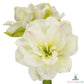Amaryllis (Hippeastrum) White Amadeus Blooms Species Growing Bonsai Bulbs Roots Rhizomes Corms Tubers Potted Planting Reblooming Fragrant Garden Flower Seeds Plant  Size 12-16cm