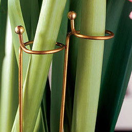 Support Stakes Trio Amaryllis Hippeastrum Blooms Species Growing Bonsai Bulbs Roots Rhizomes Corms Tubers Potted Planting Reblooming Fragrant Garden Flower Seeds Plant  Size 12-16cm