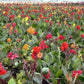 Assorted All Heights Canna Bulbs Perennial Growing Bonsai Roots Rhizomes Corms Tubers Potted Planting Reblooming Fragrant Garden Species Blooms Flower Seeds Plant Gardening
