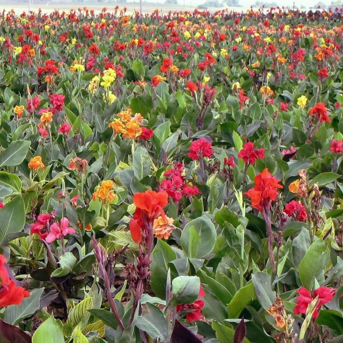 Assorted All Heights Canna Bulbs Perennial Growing Bonsai Roots Rhizomes Corms Tubers Potted Planting Reblooming Fragrant Garden Species Blooms Flower Seeds Plant Gardening