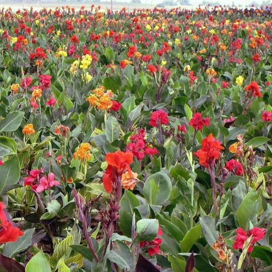 Assorted All Heights Canna Bulbs Perennial Growing Bonsai Roots Rhizomes Corms Tubers Potted Planting Reblooming Fragrant Garden Species Blooms Flower Seeds Plant Gardening