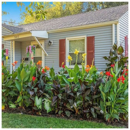 Assorted All Heights Canna Bulbs Perennial Growing Bonsai Roots Rhizomes Corms Tubers Potted Planting Reblooming Fragrant Garden Species Blooms Flower Seeds Plant Gardening