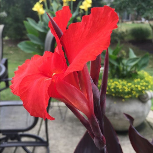Australia Canna Bulbs Perennial Growing Bonsai Roots Rhizomes Corms Tubers Potted Planting Reblooming Fragrant Garden Species Blooms Flower Seeds Plant Gardening
