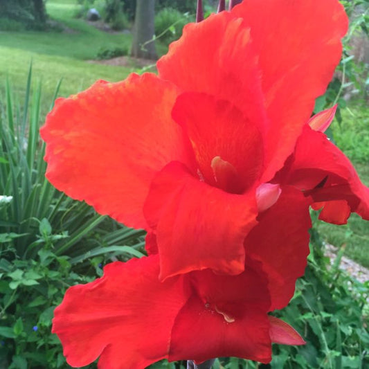 Australia Canna Bulbs Perennial Growing Bonsai Roots Rhizomes Corms Tubers Potted Planting Reblooming Fragrant Garden Species Blooms Flower Seeds Plant Gardening