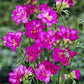 Double Blooming Pink Freesia Bulbs Growing Bonsai Roots Rhizomes Corms Tubers Potted Planting Reblooming Fragrant Garden Species Blooms Flower Seeds Plant Gardening