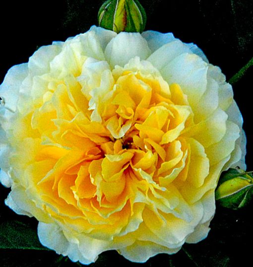 Cheap Hybrid Rose Seedlings Flower Seeds Perennial Growing Bonsai Corms Tubers Potted Planting Reblooming Fragrant Garden Roots Rhizomes Species Blooms Plant Bulbs Gardening Tree