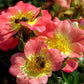 Apricot Rose Seedlings Flower Seeds Perennial Growing Bonsai Corms Tubers Potted Planting Reblooming Fragrant Garden Roots Rhizomes Species Blooms Plant Bulbs Gardening Tree