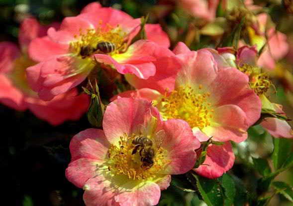 Apricot Rose Seedlings Flower Seeds Perennial Growing Bonsai Corms Tubers Potted Planting Reblooming Fragrant Garden Roots Rhizomes Species Blooms Plant Bulbs Gardening Tree