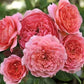 Chanel Rose Seedlings Flower Seeds Perennial Growing Bonsai Corms Tubers Potted Planting Reblooming Fragrant Garden Roots Rhizomes Species Blooms Plant Bulbs Gardening Tree