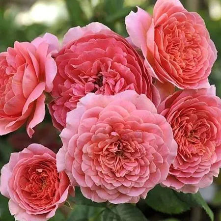 Chanel Rose Seedlings Flower Seeds Perennial Growing Bonsai Corms Tubers Potted Planting Reblooming Fragrant Garden Roots Rhizomes Species Blooms Plant Bulbs Gardening Tree