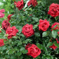 Red Flame Rose Seedlings Flower Seeds Perennial Growing Bonsai Corms Tubers Potted Planting Reblooming Fragrant Garden Roots Rhizomes Species Blooms Plant Bulbs Gardening Tree