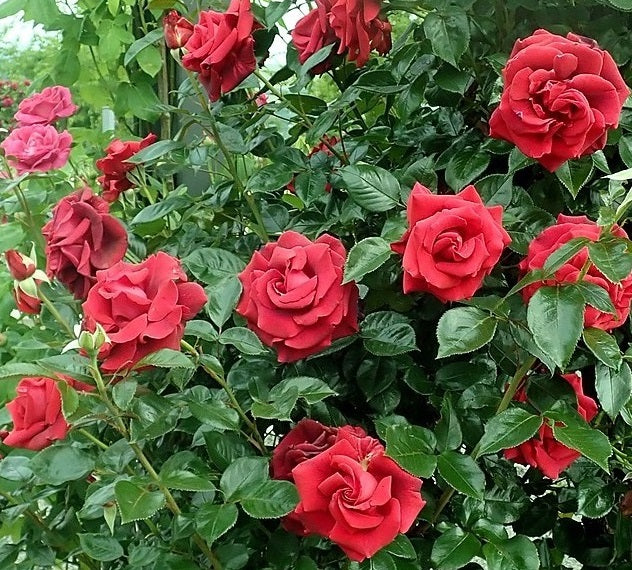 Red Flame Rose Seedlings Flower Seeds Perennial Growing Bonsai Corms Tubers Potted Planting Reblooming Fragrant Garden Roots Rhizomes Species Blooms Plant Bulbs Gardening Tree