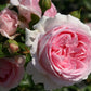 Tallulah Rose Seedlings Flower Seeds Perennial Growing Bonsai Corms Tubers Potted Planting Reblooming Fragrant Garden Roots Rhizomes Species Blooms Plant Bulbs Gardening Tree