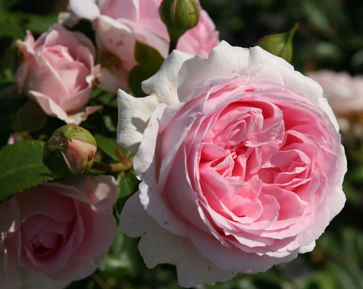 Tallulah Rose Seedlings Flower Seeds Perennial Growing Bonsai Corms Tubers Potted Planting Reblooming Fragrant Garden Roots Rhizomes Species Blooms Plant Bulbs Gardening Tree