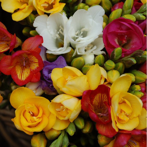 Single Mix Freesia Bulbs Growing Bonsai Roots Rhizomes Corms Tubers Potted Planting Reblooming Fragrant Garden Species Blooms Flower Seeds Plant Gardening