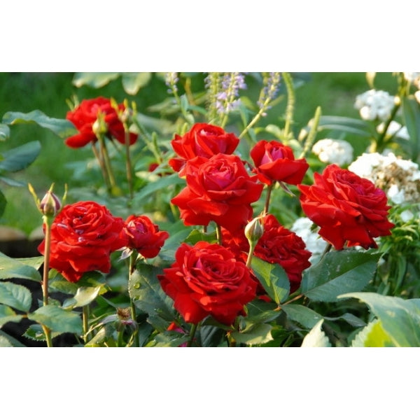 Rotspon Rose Seedlings Flower Seeds Perennial Growing Bonsai Corms Tubers Potted Planting Reblooming Fragrant Garden Roots Rhizomes Species Blooms Plant Bulbs Gardening Tree