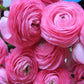 Ranunculus  Mix Corms Bulbs Growing Bonsai Roots Rhizomes Tubers Potted Planting Reblooming Fragrant Garden Species Blooms Flower Seeds Plant Gardening