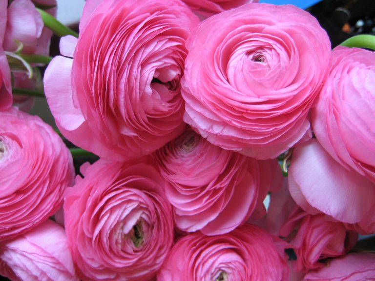 Ranunculus  Mix Corms Bulbs Growing Bonsai Roots Rhizomes Tubers Potted Planting Reblooming Fragrant Garden Species Blooms Flower Seeds Plant Gardening