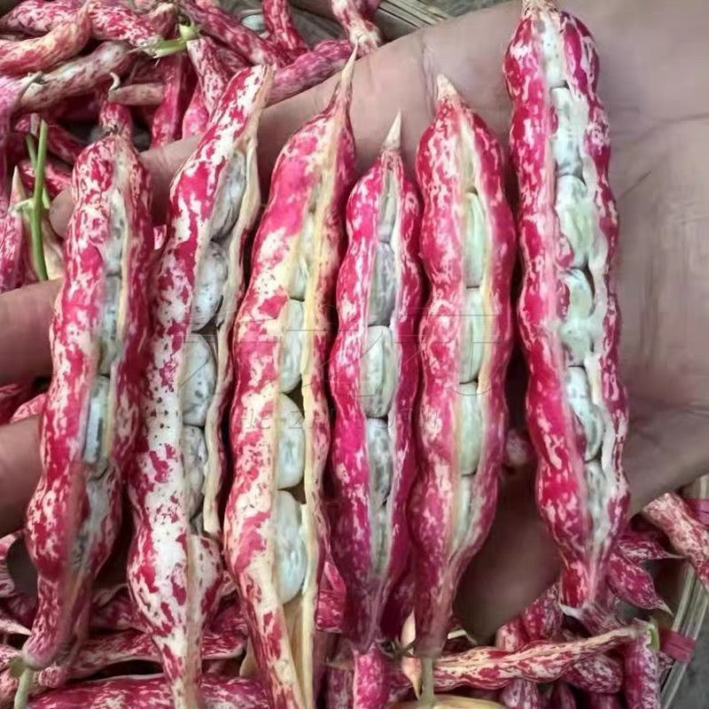 Purple Beans Seeds Purple Green Beans - Seeds - Non Gmo - Heirloom Seeds