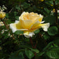 Todi Rose Seedlings Flower Seeds Perennial Growing Bonsai Corms Tubers Potted Planting Reblooming Fragrant Garden Roots Rhizomes Species Blooms Plant Bulbs Gardening Tree