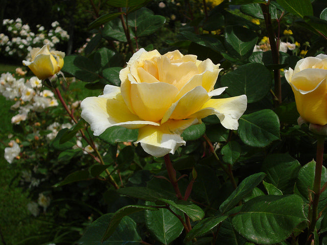 Todi Rose Seedlings Flower Seeds Perennial Growing Bonsai Corms Tubers Potted Planting Reblooming Fragrant Garden Roots Rhizomes Species Blooms Plant Bulbs Gardening Tree