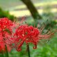 Sale Red Lycoris Spider Lilies Bulbs Radiata Hurricane Lily Cluster Amayllis Growing Bonsai Roots Rhizomes Corms Tubers Potted Planting Reblooming Fragrant Garden Species Blooms Flower Seeds Plant Gardening