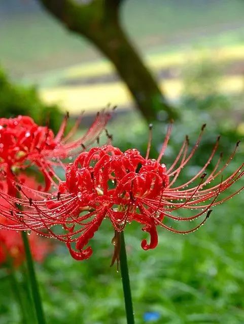 Sale Red Lycoris Spider Lilies Bulbs Radiata Hurricane Lily Cluster Amayllis Growing Bonsai Roots Rhizomes Corms Tubers Potted Planting Reblooming Fragrant Garden Species Blooms Flower Seeds Plant Gardening