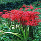 Red Lycoris Spider Lilies Bulbs Radiata Hurricane Lily Cluster Amayllis Growing Bonsai Roots Rhizomes Corms Tubers Potted Planting Reblooming Fragrant Garden Species Blooms Flower Seeds Plant Gardening