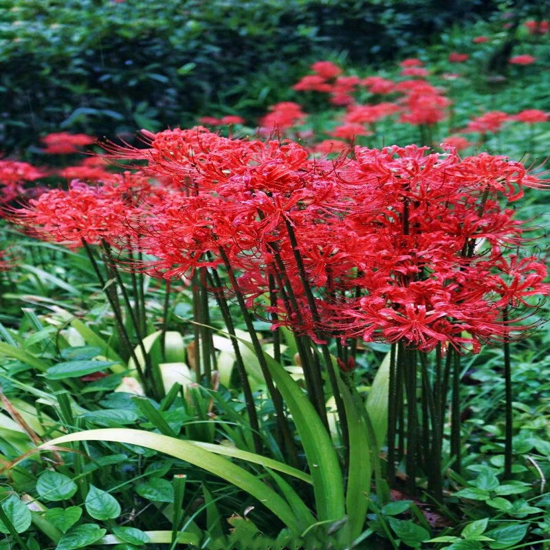 Red Lycoris Spider Lilies Bulbs Radiata Hurricane Lily Cluster Amayllis Growing Bonsai Roots Rhizomes Corms Tubers Potted Planting Reblooming Fragrant Garden Species Blooms Flower Seeds Plant Gardening