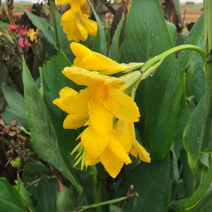 Banana Punch Canna Bulbs Perennial Growing Bonsai Roots Rhizomes Corms Tubers Potted Planting Reblooming Fragrant Garden Species Blooms Flower Seeds Plant Gardening