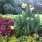 Banana Punch Canna Bulbs Perennial Growing Bonsai Roots Rhizomes Corms Tubers Potted Planting Reblooming Fragrant Garden Species Blooms Flower Seeds Plant Gardening
