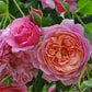 Redoute Rose Seedlings Flower Seeds Perennial Growing Bonsai Corms Tubers Potted Planting Reblooming Fragrant Garden Roots Rhizomes Species Blooms Plant Bulbs Gardening Tree