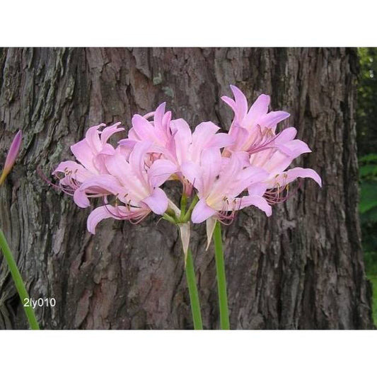Aurea Lycoris Spider Lilies Bulbs Radiata Hurricane Lily Cluster Amayllis Growing Bonsai Roots Rhizomes Corms Tubers Potted Planting Reblooming Fragrant Garden Species Blooms Flower Seeds Plant Gardening