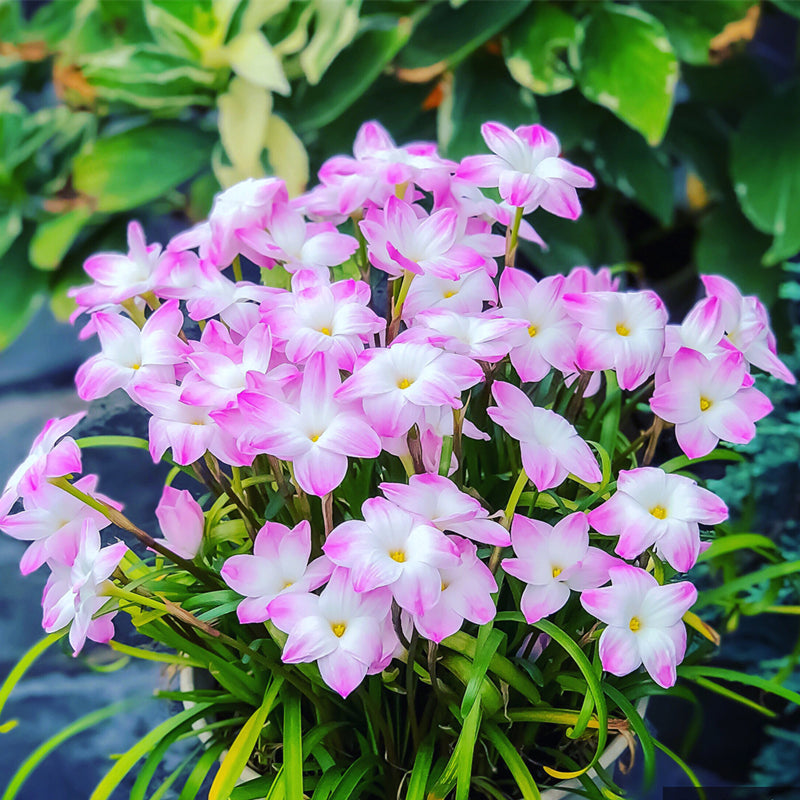 Rain lily bulbs for planting - Rain lily bulk - Rain lily bulbs for planting - Suitable for gardens and flowerpots