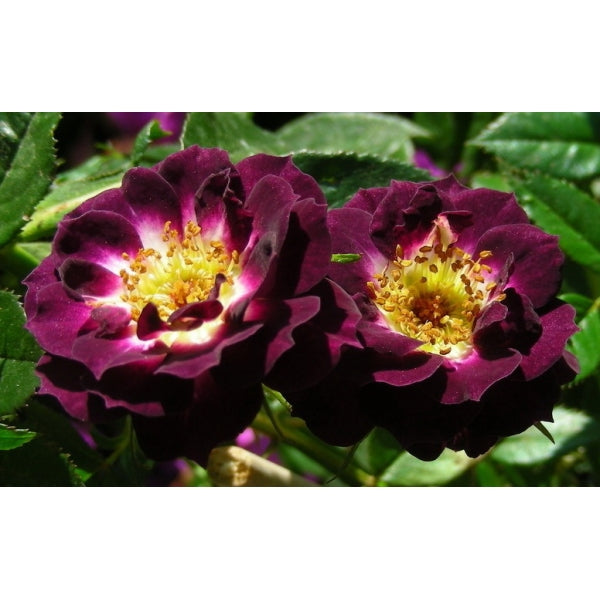 Diamond Eyes Rose Seedlings Flower Seeds Perennial Growing Bonsai Corms Tubers Potted Planting Reblooming Fragrant Garden Roots Rhizomes Species Blooms Plant Bulbs Gardening Tree