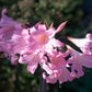 Belladonna Lycoris Spider Lilies Bulbs Radiata Hurricane Lily Cluster Amayllis Growing Bonsai Roots Rhizomes Corms Tubers Potted Planting Reblooming Fragrant Garden Species Blooms Flower Seeds Plant Gardening